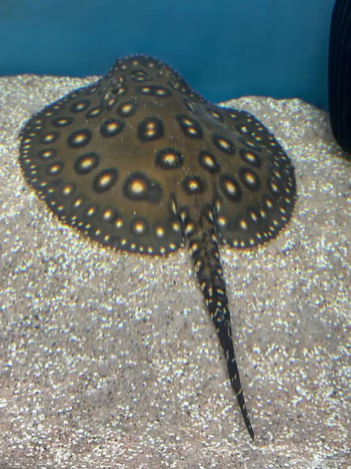 Female Stingray fish 2