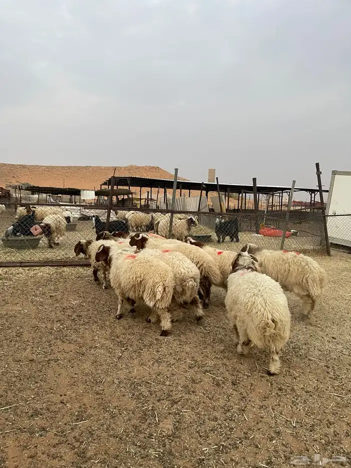 خرفان نعيم فاخره 3