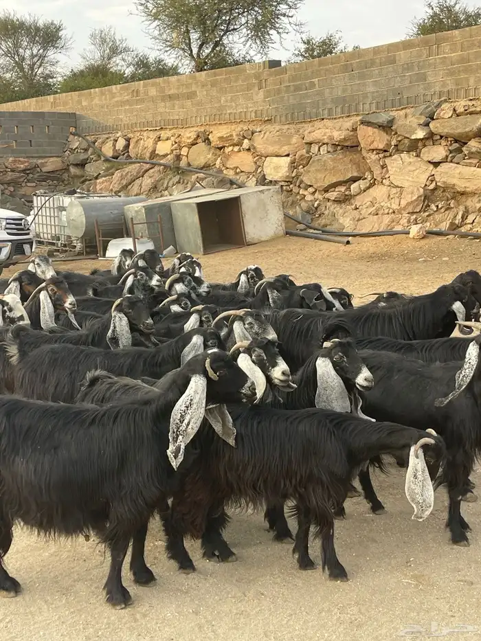معزا عوارض دفيع بفحلها عدد 30 0