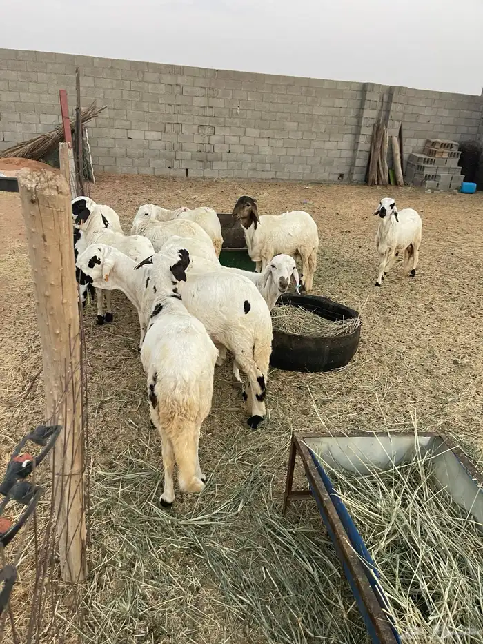 سواكن للبيع 2