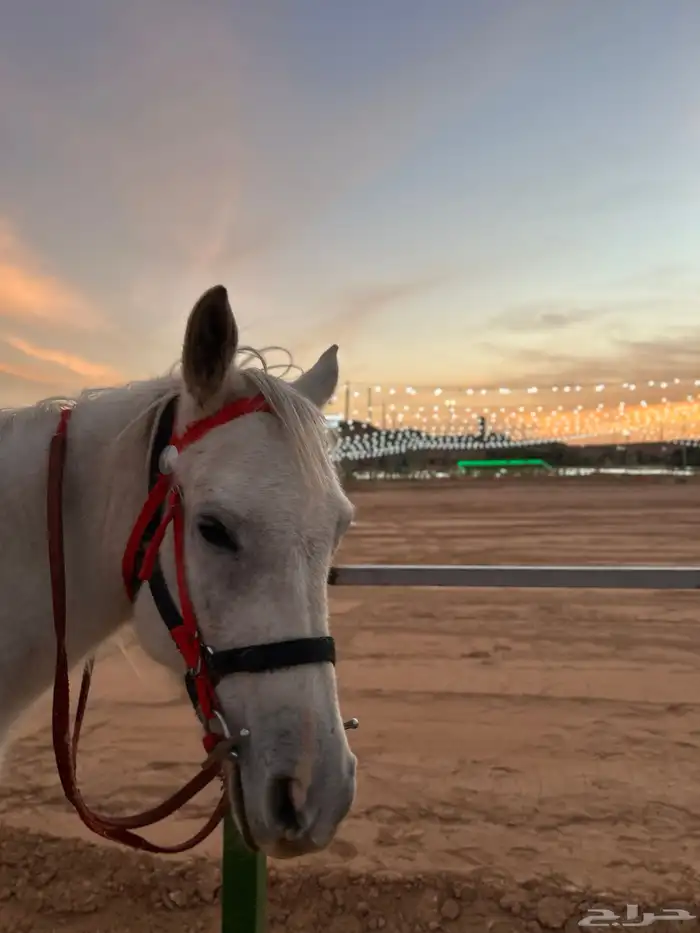 تاجير خيل بالساعة 1