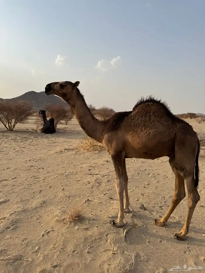 قعود احمر كفو 2