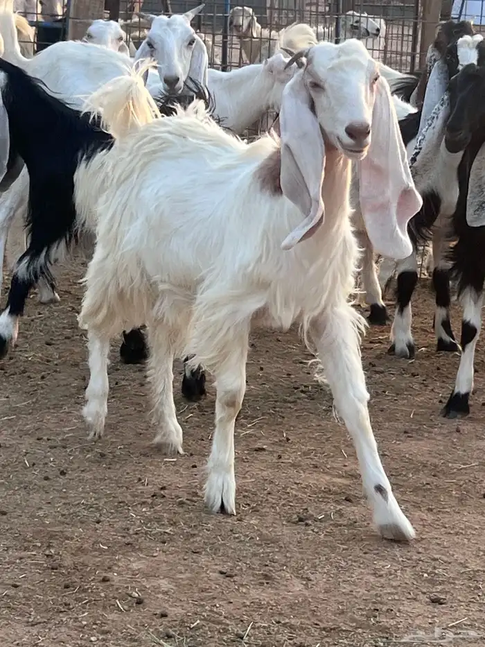 مراح جذعات مشاريك بفحلها للبيع 1
