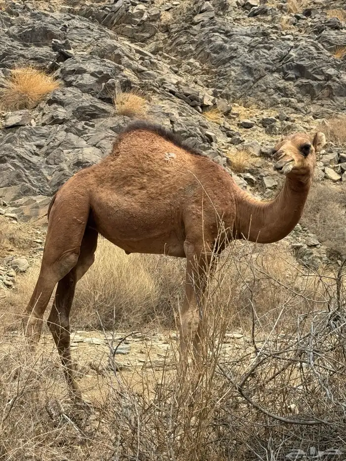 بكار لباني نظيف 0