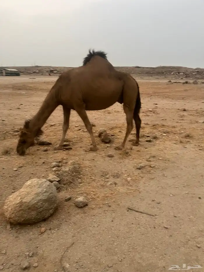 نياق 0