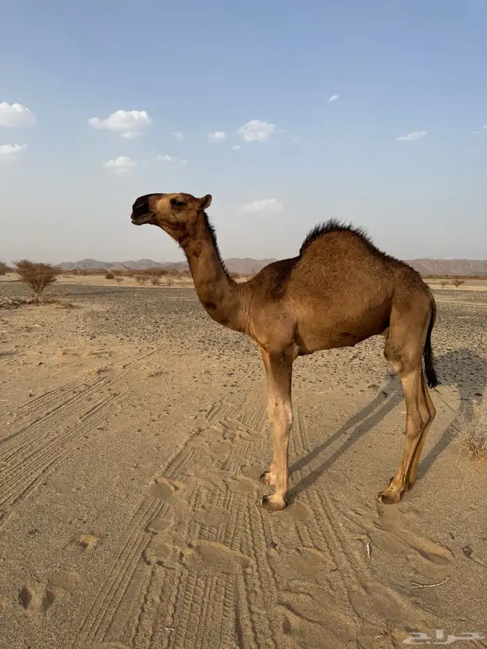 قعود احمر كفو 1