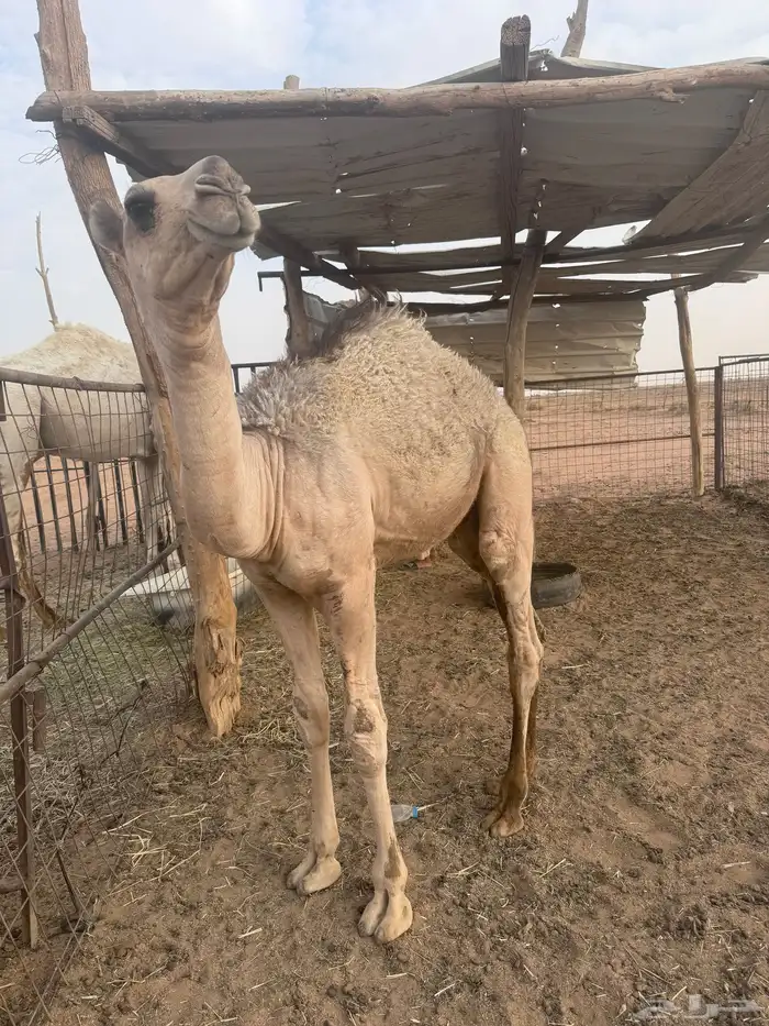 للبيع الحوار الباني شرط 1