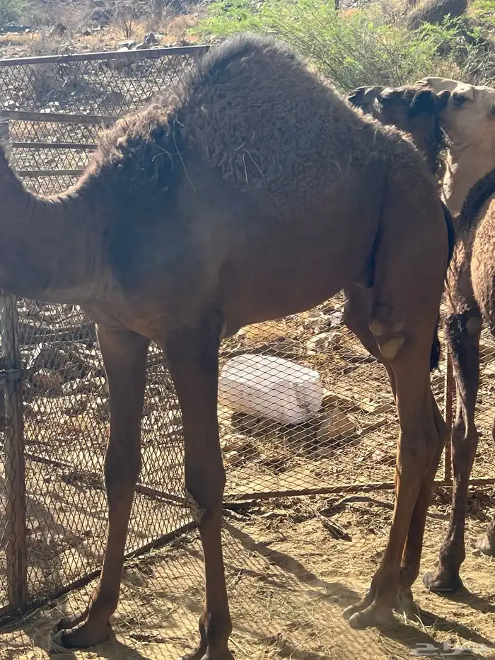 قعدان وبكار لباني العدد 11 البيع جمله 1