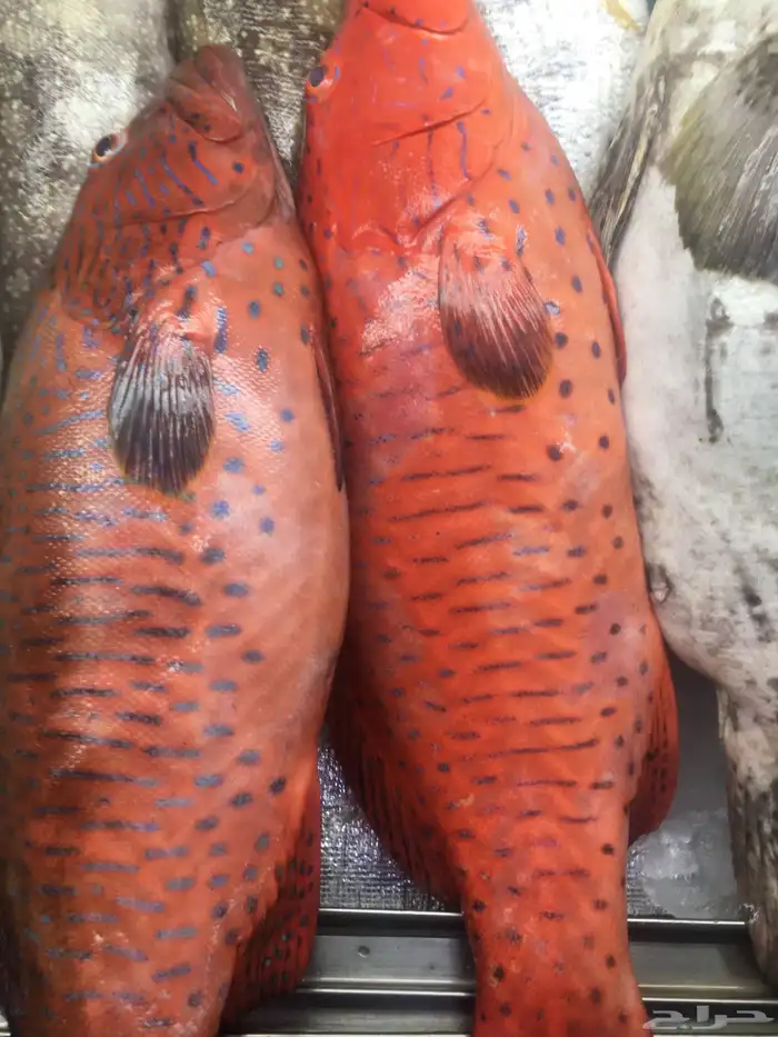سمك   طازه 0
