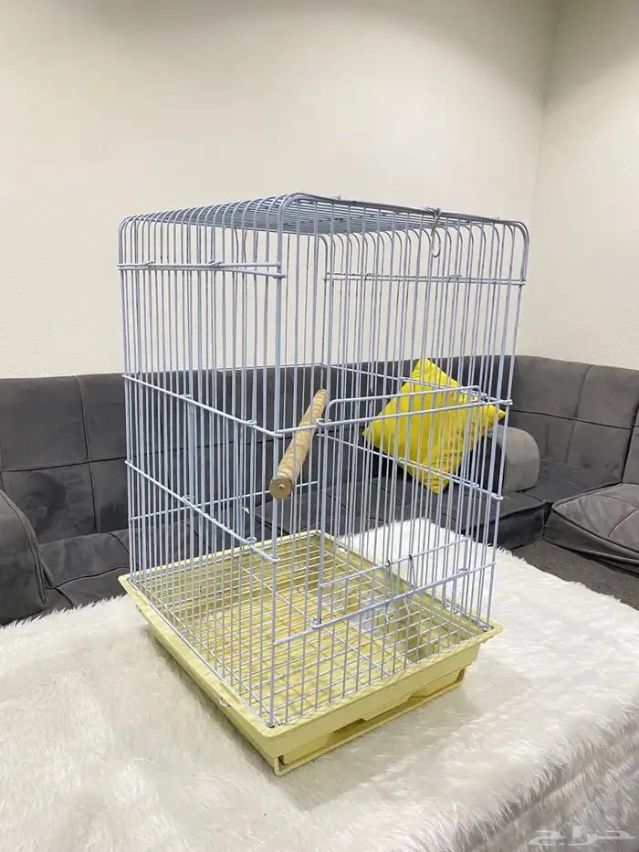 قفصين طيور القنفذه 3