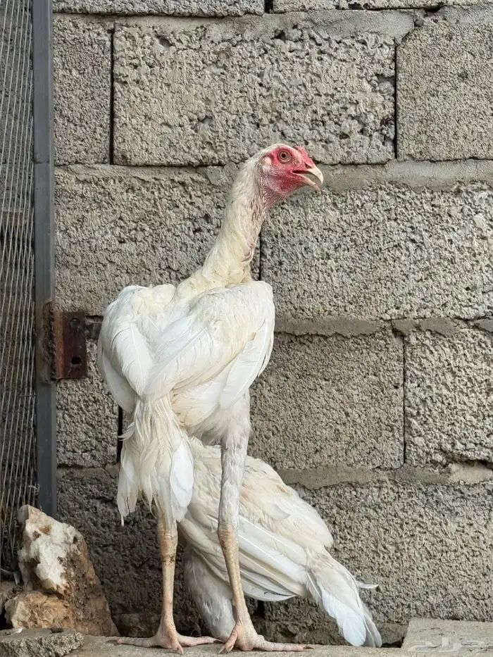 دجاج سنود بيور 1