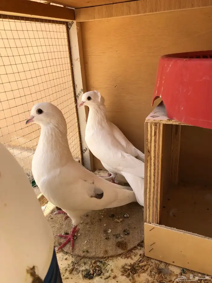 حمام قطايف 1