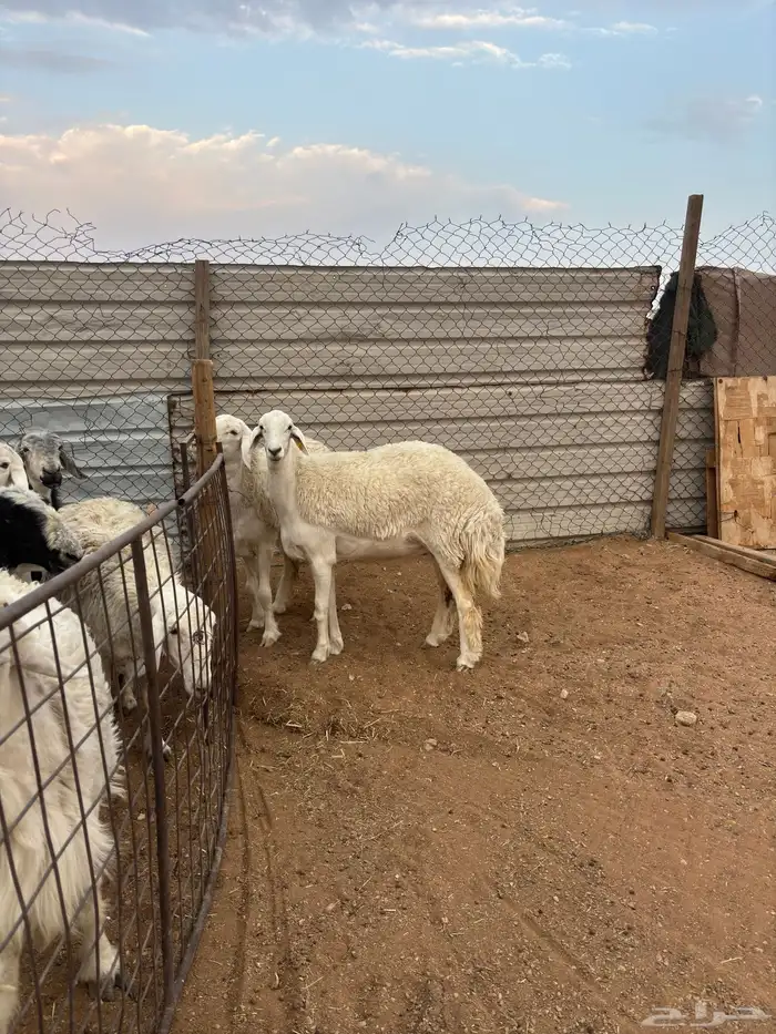 رخال نوادر دفيع 2