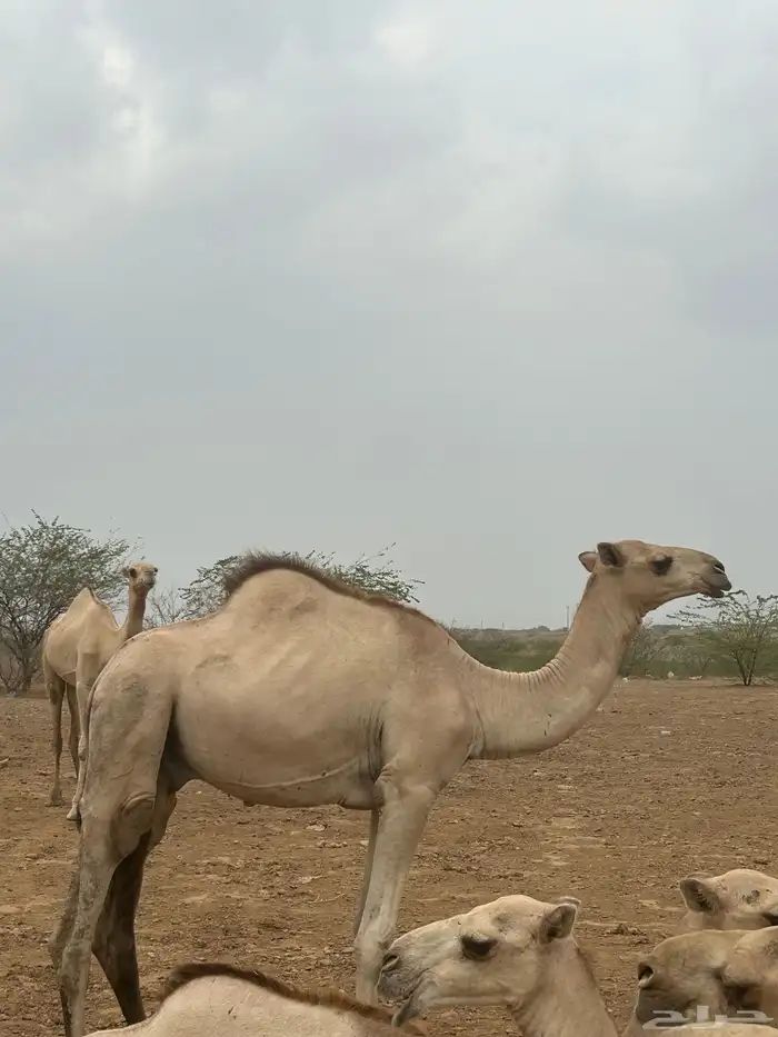 بعير ارك اصل 2