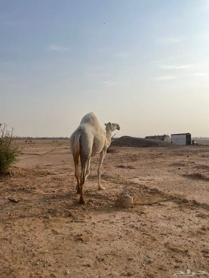 ناقة 2