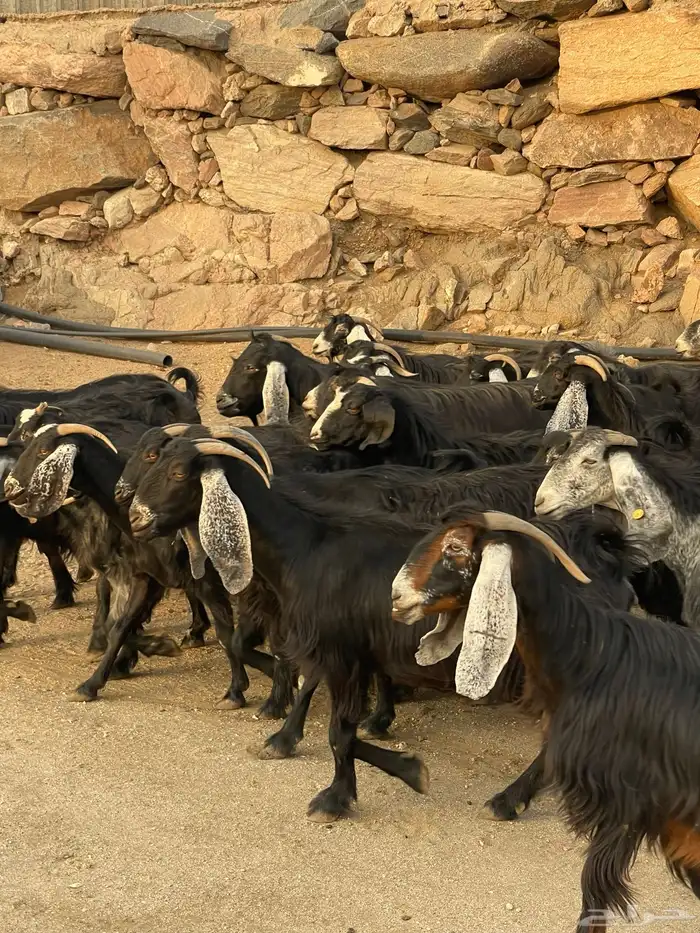 معزا عوارض دفيع بفحلها عدد 30 2
