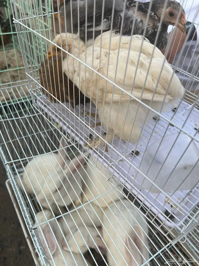 دجاج صيصان براهمه 0