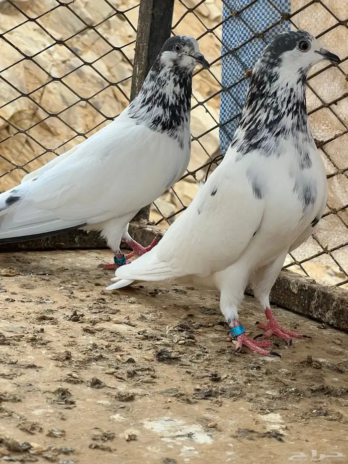 للبيع حمام باكستاني 5