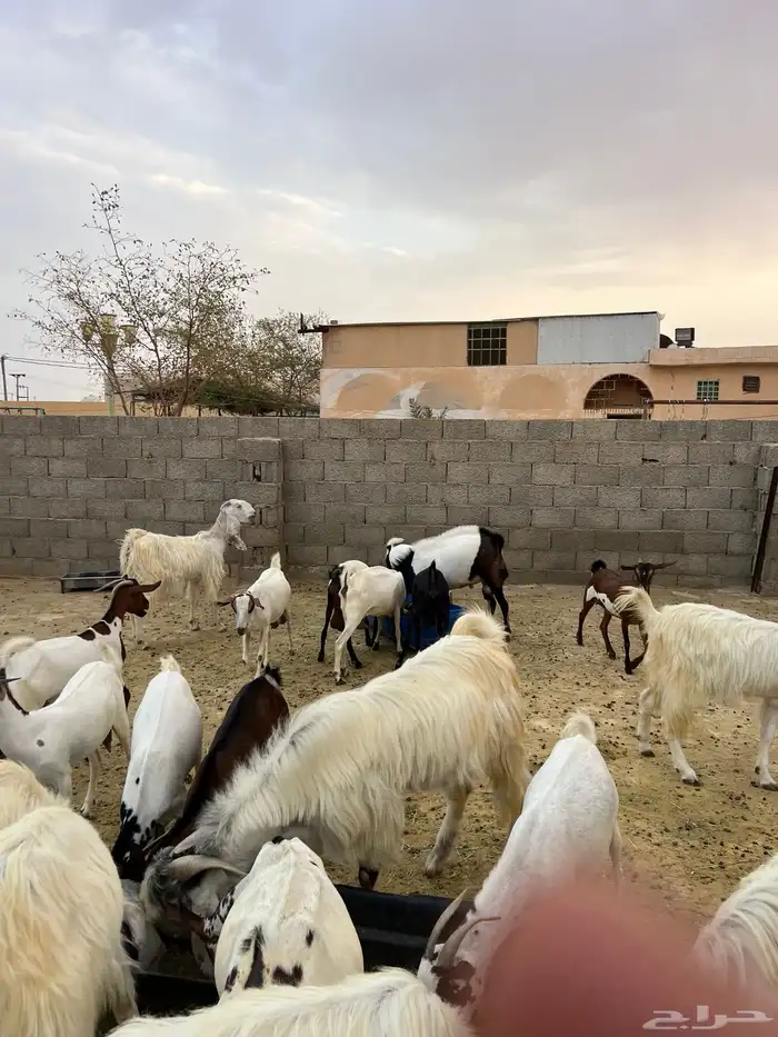 معزة مشروك 4