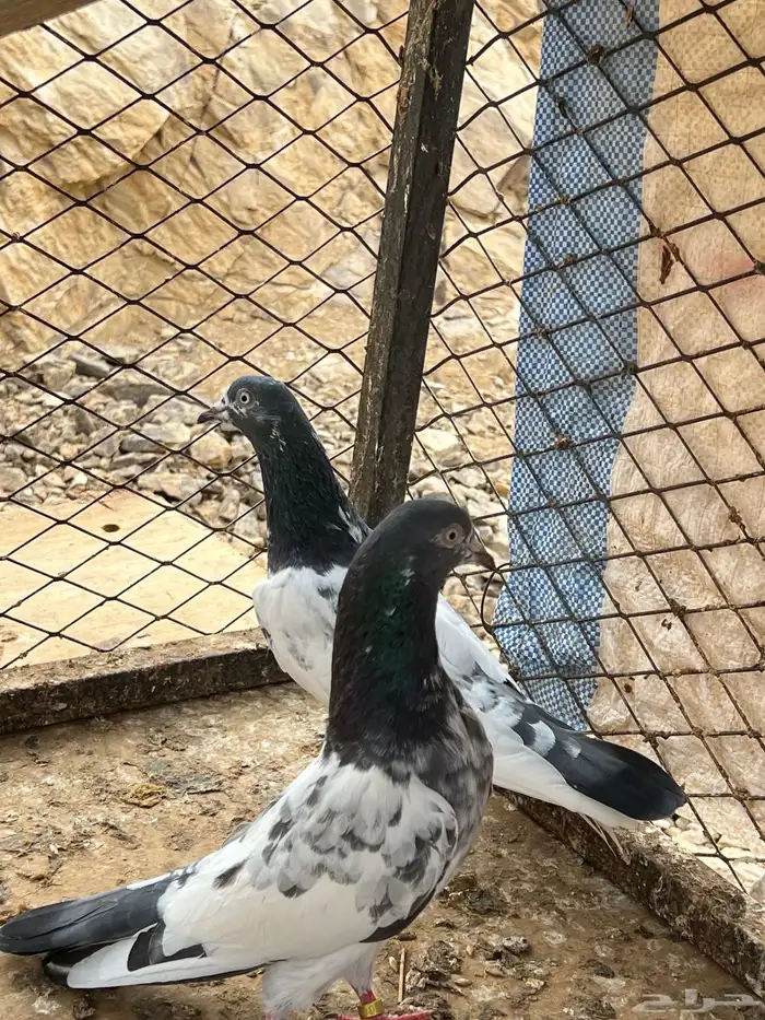 للبيع حمام باكستاني 9