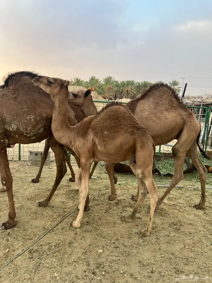 قعدان تربيه 2