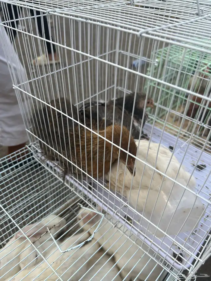 دجاج صيصان براهمه 2
