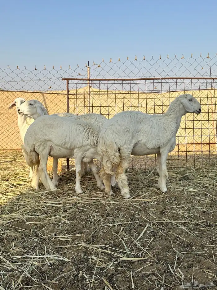 رخال حريه صنف الصنف 0