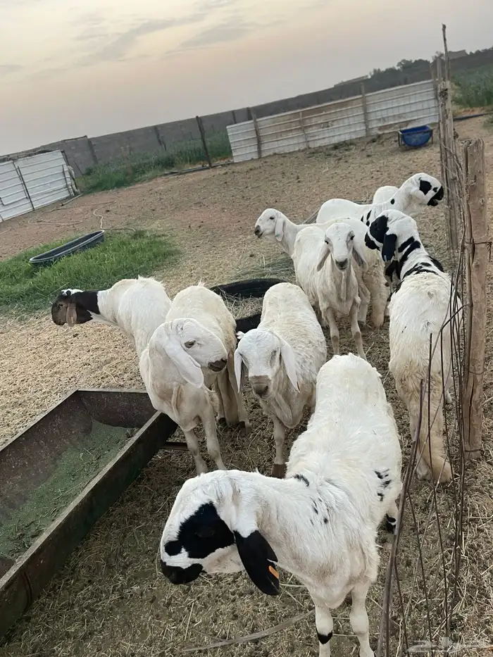 سواكن للبيع 0