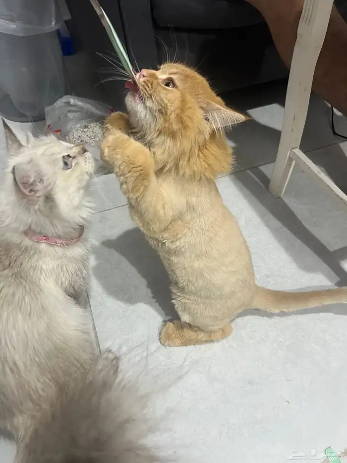 قط قطة للتبني 2