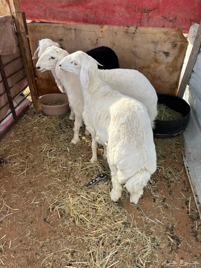 طليان حريه طيبه 3