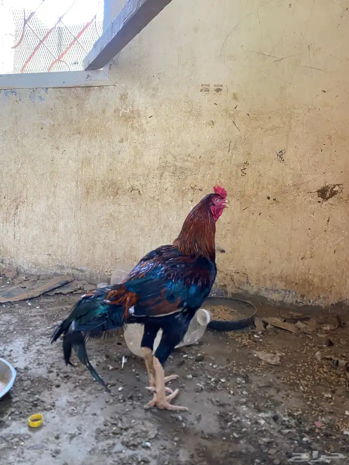 ديك سندي اصيل 4