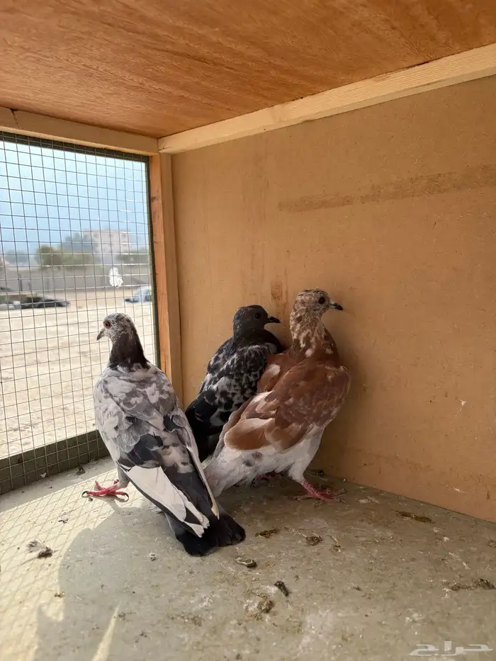 حمام بلدي فروخ مشروطه من جميع الامراض 1