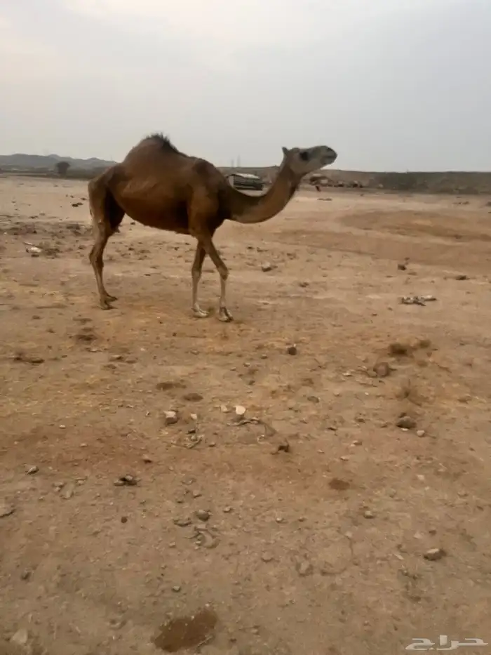 نياق 1