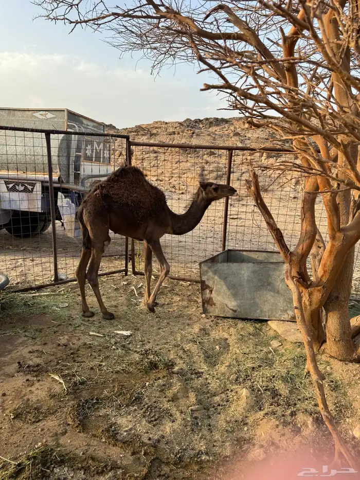 قعود احمر مفرود 3