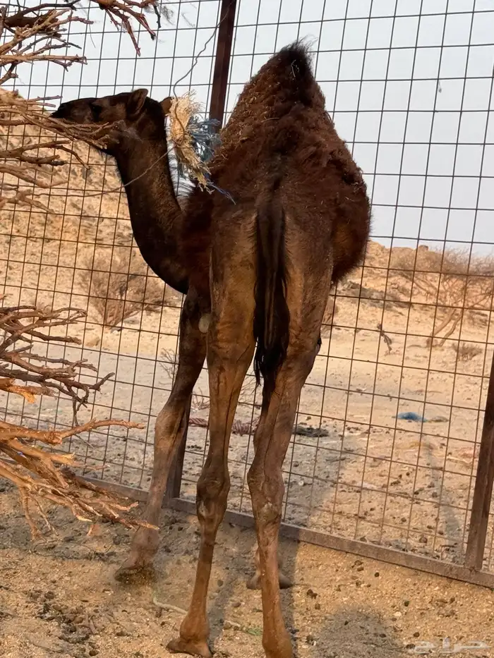 قعود احمر مفرود 0