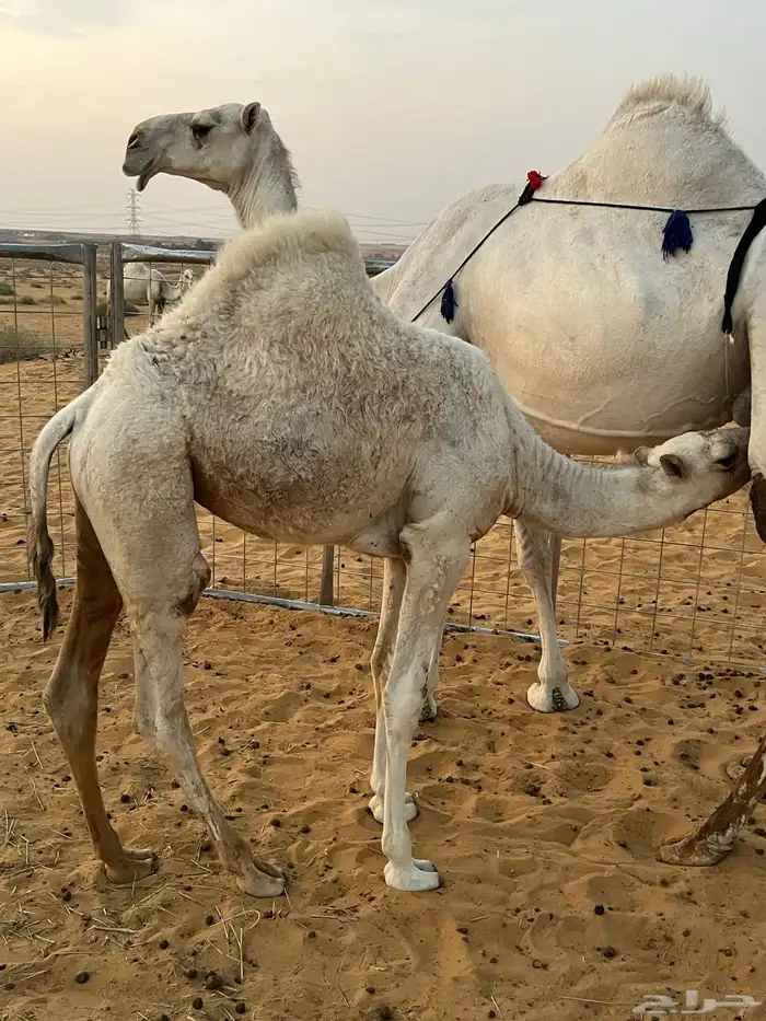 بكره وضحى 2