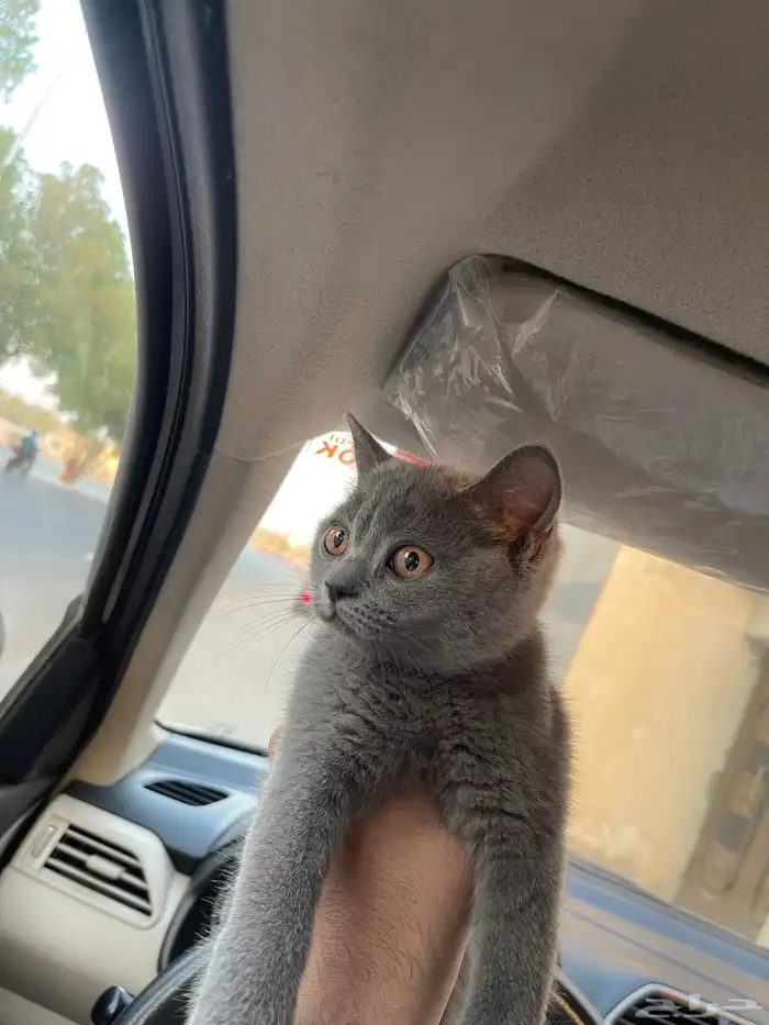 سكوتش ستريت 0