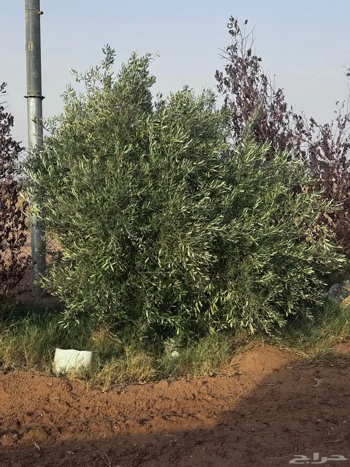 شجر زيتون معمر للزينه 9