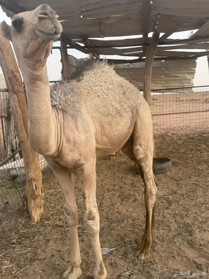 للبيع الحوار الباني شرط 0