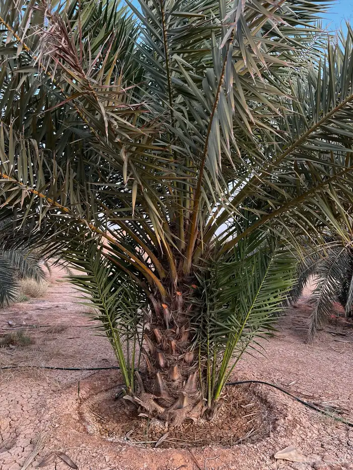 نخل جثايث نقايل 3