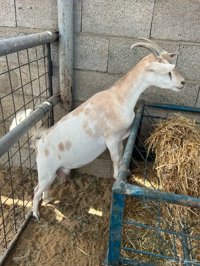 عنز قزميه دافع 1