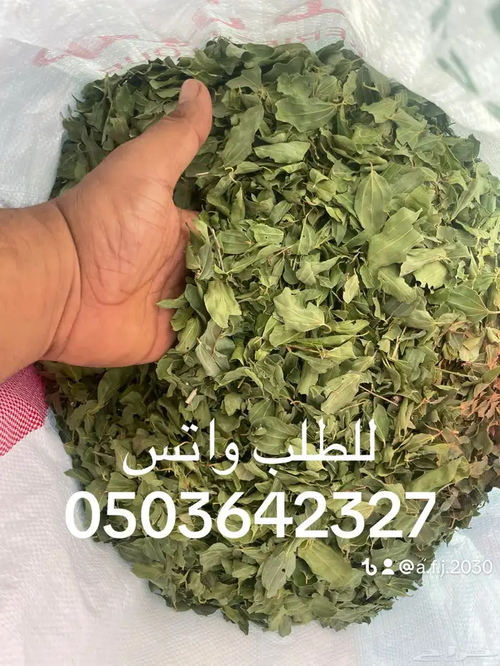 حنا المدينه الاصلي والسدر البلدي 2