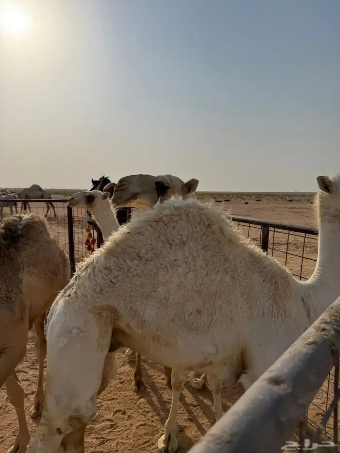 للبيع حشو 3