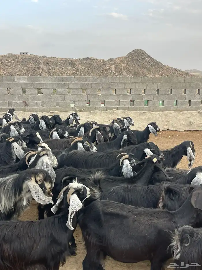 معزا عوارض دفيع بفحلها عدد 30 9