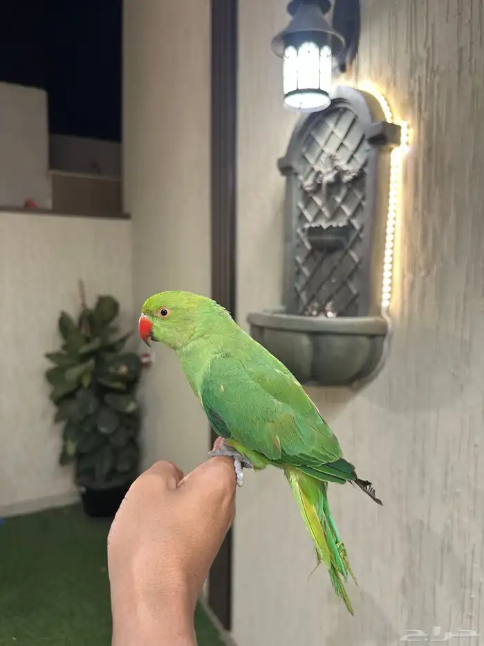دره هندي اليف 6