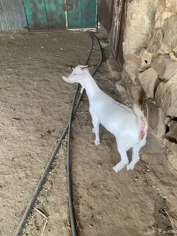 جفره برصاء 0