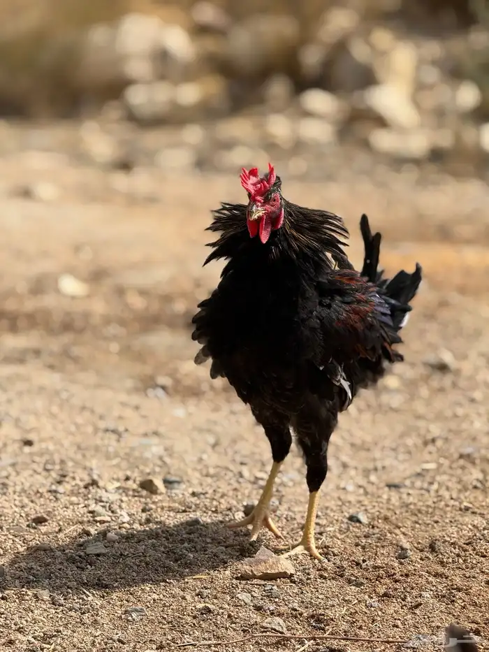 ديك عربي أكحل أفرق مقبع 5