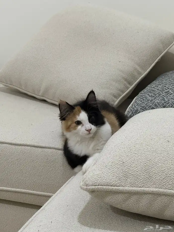 قطة انثى للتبني 0