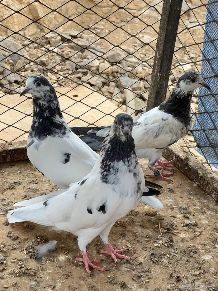 للبيع حمام باكستاني 8