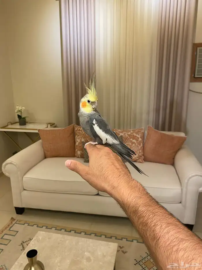 كروان أليف هدد للبيع 0